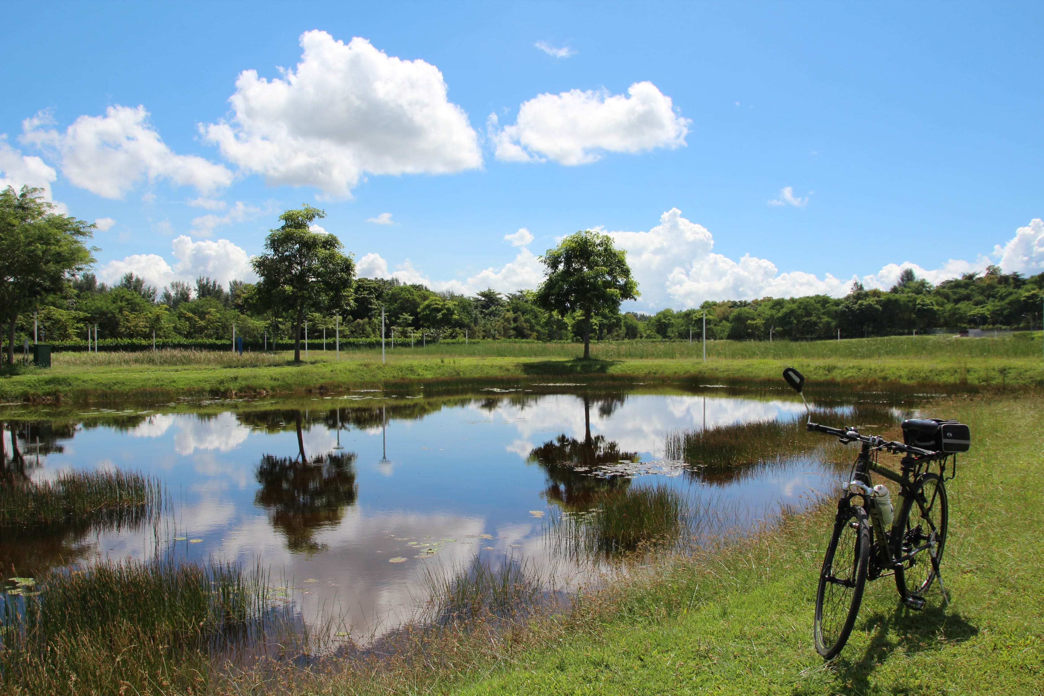 Lorong Halus Wetland is a good spot for birdwatching. This is a former landfill turned into a wetland as part of the Public Utilities Board’s Active, Beautiful and Clean Waters Programme. Courtesy of the Singapore Tourism Board.